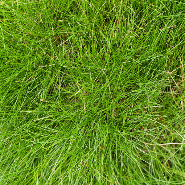 Festuca gautieri (6 stuks)