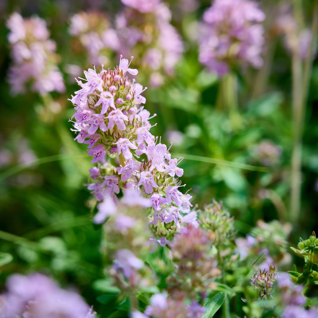 Thymus vulgaris (6 stuks)