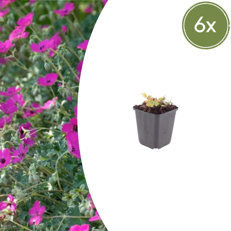 Geranium sanguineum 'Max Frei' (6 stuks)