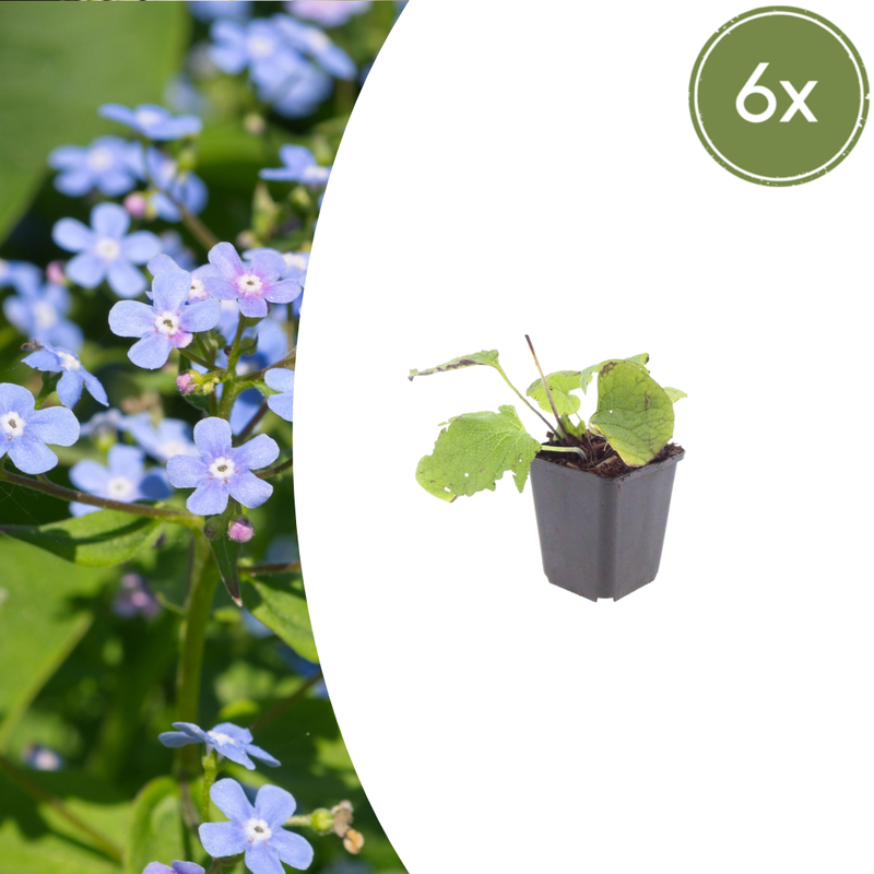 Brunnera macrophylla (6 stuks)