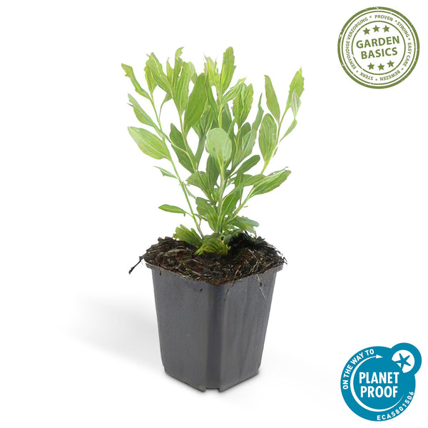 Aster ageratoides 'Ashvi' (6 stuks)