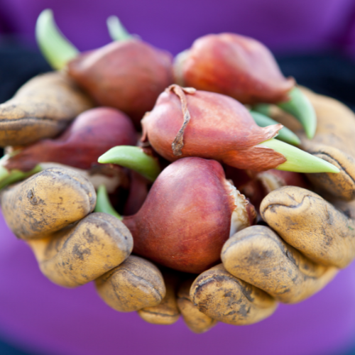 Strong Gold tulpenbollen – 20 stuks – maat 11/12