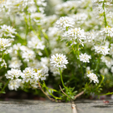 Iberis sempervirens 'Schneeflocke' (6 stuks)