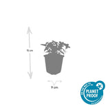 Cornus canadensis (6 stuks)