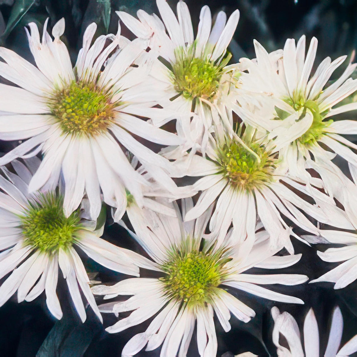 Aster ageratoides 'Ashvi' (6 stuks)