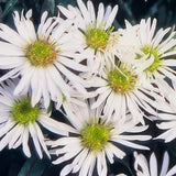 Aster ageratoides 'Ashvi' (6 stuks)
