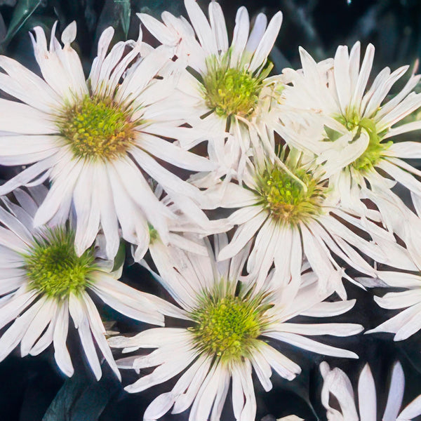 Aster ageratoides 'Ashvi' (6 stuks)