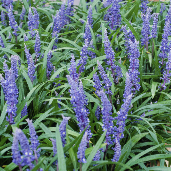 Liriope muscari 'Big Blue' (6 stuks)