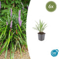 Liriope muscari 'Ingwersen' (6 stuks)