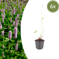 Verpakking — Persicaria affinis 'Superba' (6 stuks)