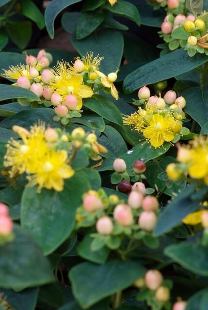 Hypericum inodorum 'Annebel' (6 stuks)