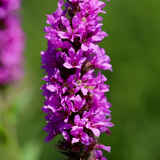 Lythrum salicaria (6 stuks)