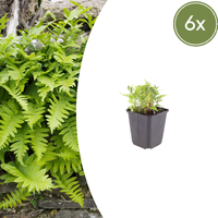 Verpakking — Polypodium vulgare (6 stuks)