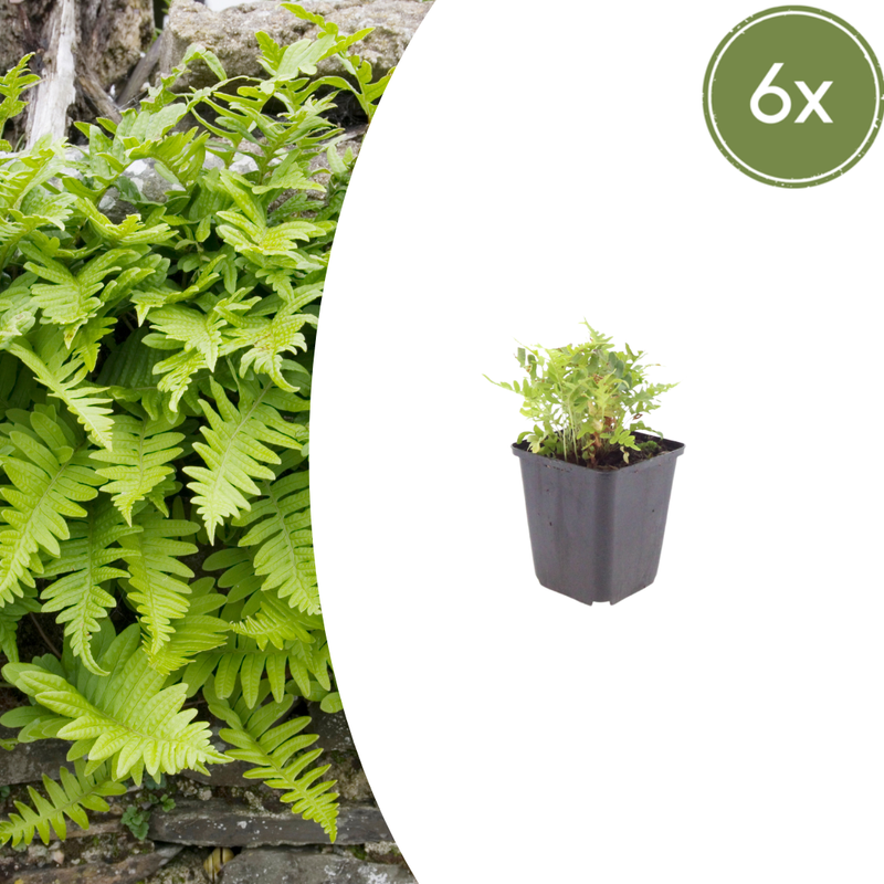 Polypodium vulgare (6 stuks)