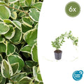 Vinca major 'Variegata' (6 stuks)