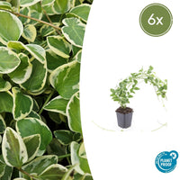 Verpakking — Vinca major 'Variegata' (6 stuks)