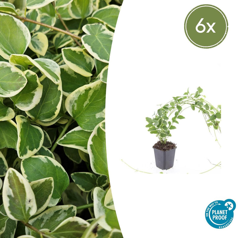 Vinca major 'Variegata' (6 stuks)
