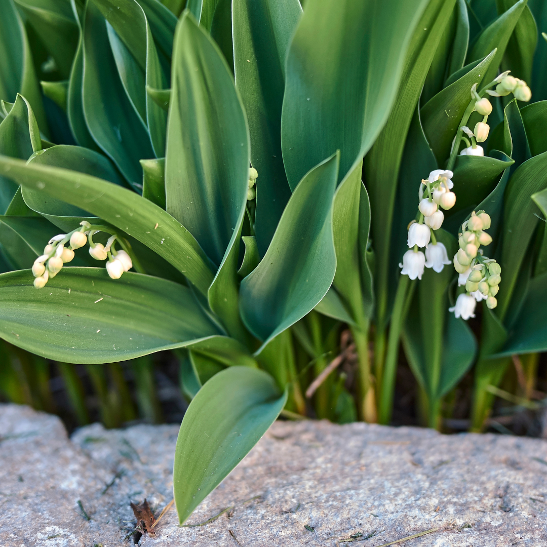 Convallaria majalis (6 stuks)