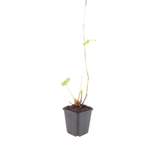 Persicaria bistorta (6 stuks)