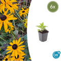 Rudbeckia fulgida 'Goldsturm' (6 stuks)
