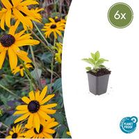 Verpakking — Rudbeckia fulgida 'Goldsturm' (6 stuks)