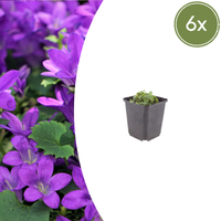 Verpakking — Campanula portenschlagiana (6 stuks)