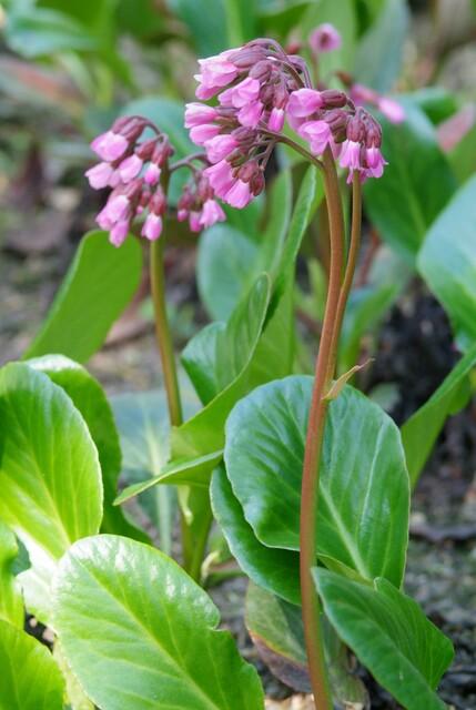 Bergenia cordifolia 'Herbstblüte' (6 stuks)