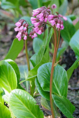 Bergenia cordifolia 'Herbstblüte' (6 stuks)