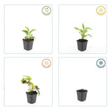 Echinacea purpurea 'White Swan' (6 stuks)