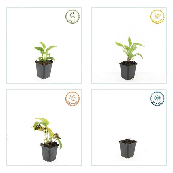 Echinacea purpurea 'White Swan' (6 stuks)