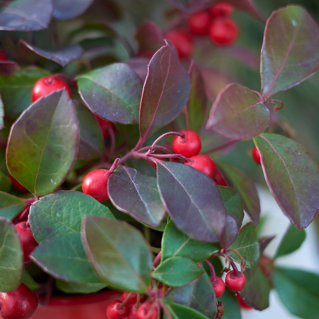 Gaultheria procumbens 'Big Berry' (6 stuks)