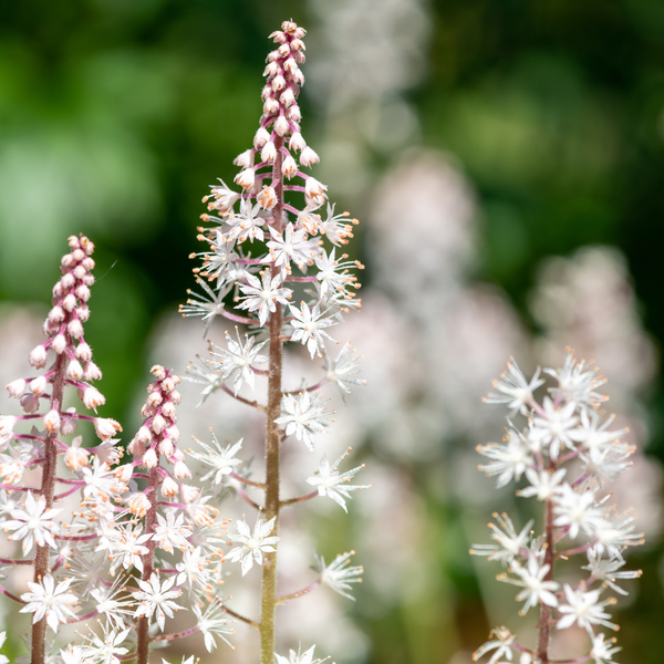 Tiarella cordifolia (6 stuks)