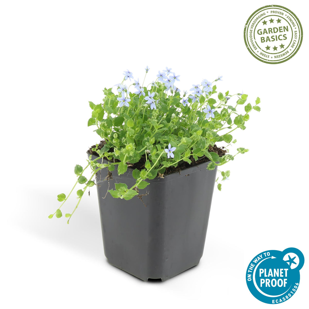Isotoma fluviatilis (6 stuks)