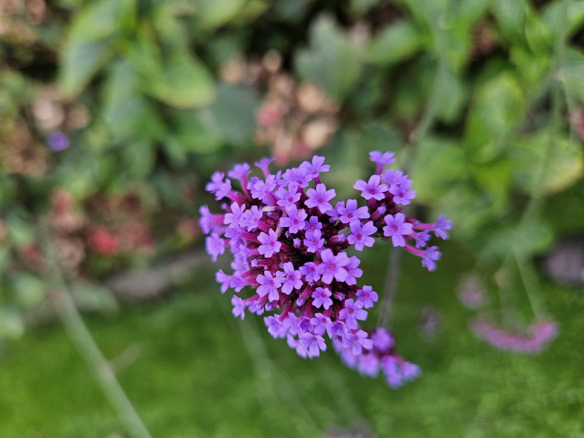 Verbena bonariensis 'Lollipop' (6 stuks)
