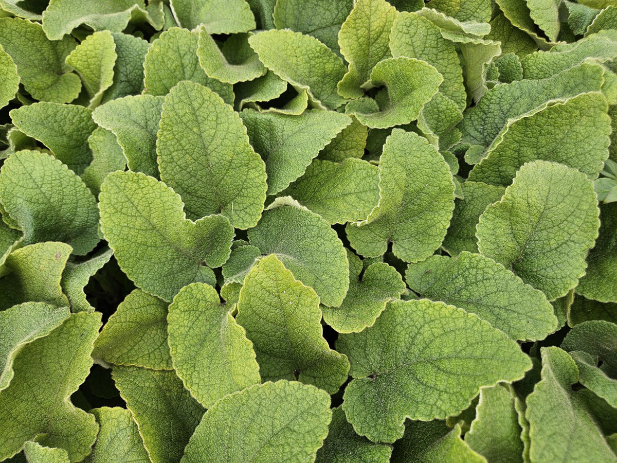 Phlomis russeliana (6 stuks)