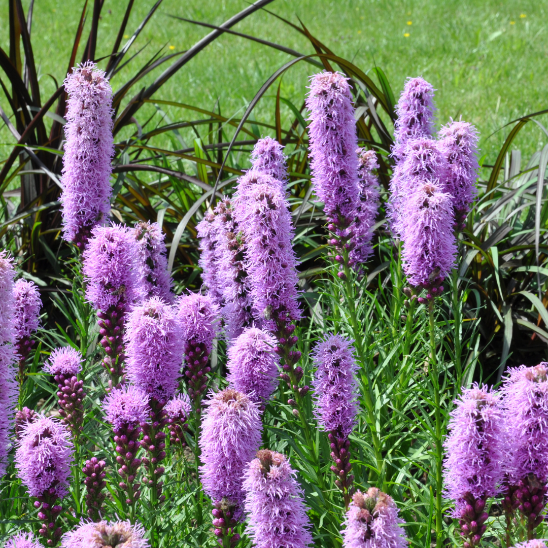 Liatris spicata (6 stuks)