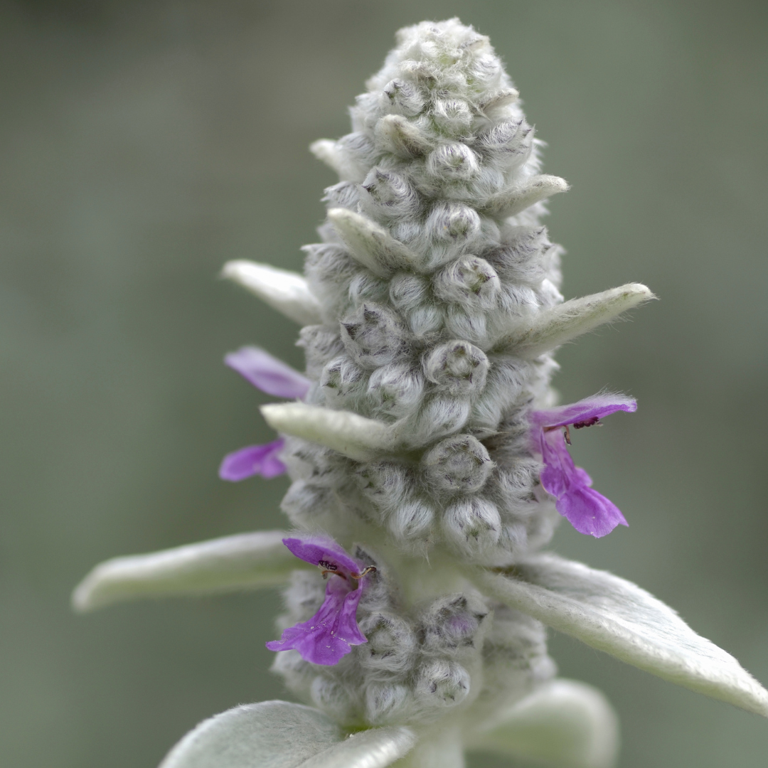 Stachys byzantina (6 stuks)