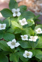 Cornus canadensis (6 stuks)