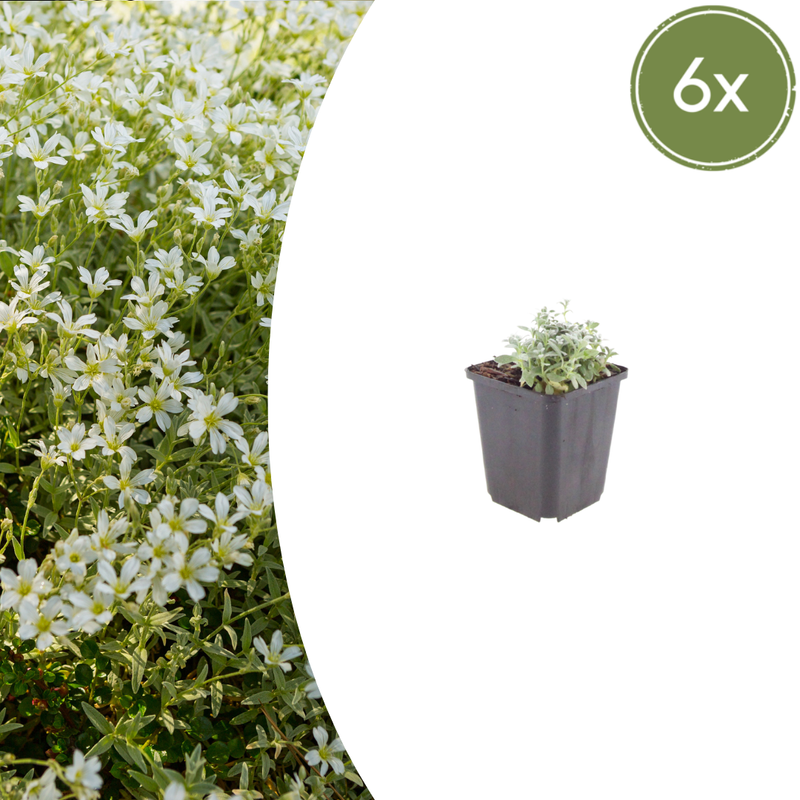 Cerastium tomentosum (6 stuks)