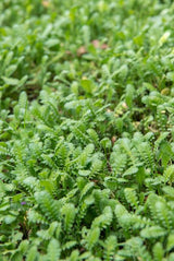 Leptinella squalida (6 stuks)