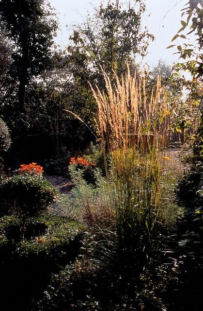 Calamagrostis acutiflora 'Karl Foerster' (6 stuks)
