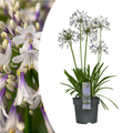Agapanthus 'Fireworks'  23cm AANBIEDING 20% korting