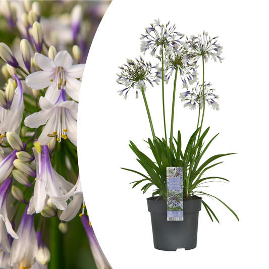 Agapanthus 'Fireworks'  23cm AANBIEDING 20% korting