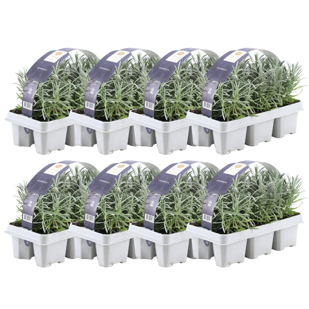 Lavandula angustifolia (48 stuks)
