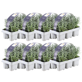 Lavandula angustifolia (48 stuks)