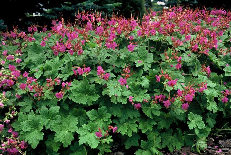 Geranium macrorrhizum 'Czakor' (6 stuks)