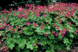 Geranium macrorrhizum 'Czakor' (6 stuks)