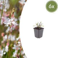 Verpakking — Gaura lindheimeri 'Whirling Butterflies' (6 stuks)
