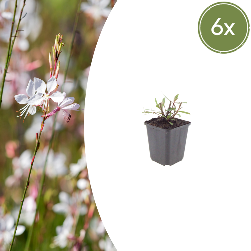 Gaura lindheimeri 'Whirling Butterflies' (6 stuks)