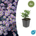 Aster ageratoides 'Stardust' (6 stuks)
